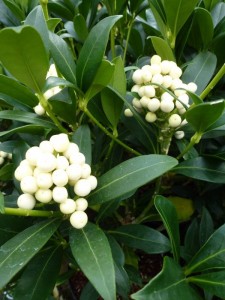 Skimmia japonica Kew White