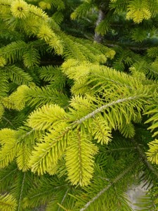 Abies Nordmanniana Abies Nordmanniana