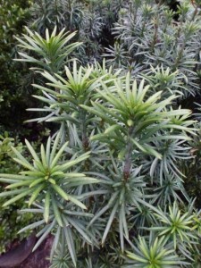 Cephalotaxus harringtonia Fastigiata Cephalotaxus harringtonia Fastigiata