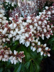 Pieris japonica Bonfire Pieris japonica Bonfire