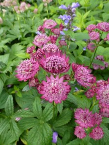 Astrantia carniolica Rubra Astrantia carniolica Rubra