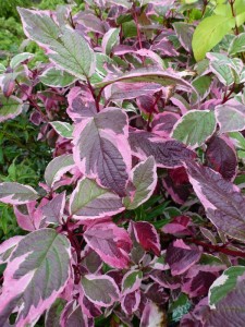 Cornus alba Sibirica Variegata Cornus alba Sibirica Variegata