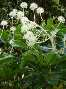 Fatsia japonica Fatsia japonica