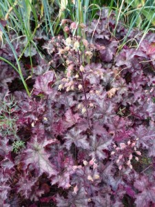 Heuchera Can Can Heuchera Can Can