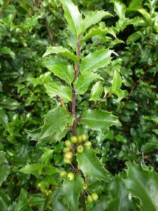Ilex meserveae Blue Princess Ilex meserveae Blue Princess