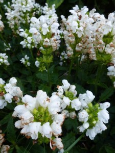 Prunella grandiflora Alba Prunella grandiflora Alba
