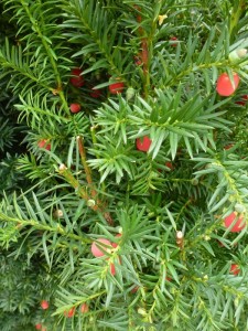 Taxus media Hicksii Taxus media Hicksii