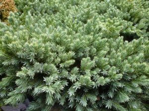 Juniperus squamata Blue Star Juniperus squamata Blue Star