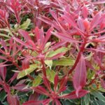Pieris japonica Carnaval Pieris japonica Carnaval