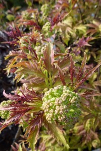 Sambucus racemosa Sutherland Gold Sambucus racemosa Sutherland Gold
