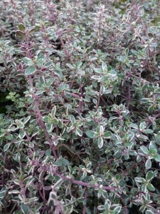 Thymus citriodorus Silver Queen Thymus citriodorus Silver Queen