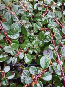 Cotoneaster procumbens Queen of Carpets