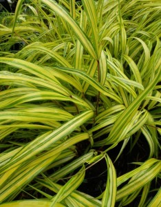 Hakonechloa macra Aureola
