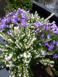 planten voor op graf planten voor op graf