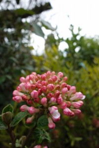Viburnum burkwoodii Anne Russell