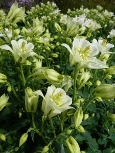 Aquilegia Silver Queen