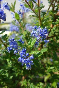 Ceanothus Puget Blue Ceanothus Puget Blue