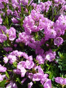 Kalmia polifolia