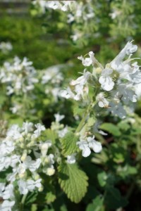 Nepeta faassenii Snowflake Nepeta faassenii Snowflake