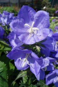 Campanula persicifolia Takion Blue Campanula persicifolia Takion Blue