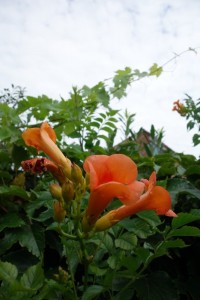 Campsis tagliabuana Madame Galen