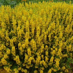 Lysimachia punctata Lysimachia punctata