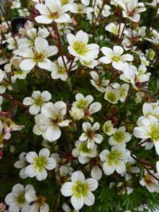 Saxifraga Pixie White Saxifraga Pixie White
