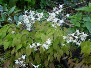 Epimedium youngianum Niveum Epimedium youngianum Niveum
