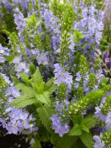 Veronica austriaca Knallblau Veronica austriaca Knallblau