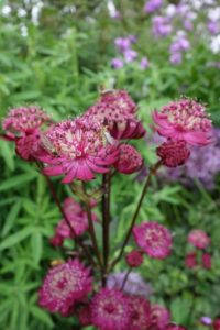 Astrantia major Abbey Road Astrantia major Abbey Road