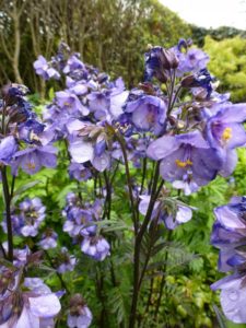 Polemonium yezoense Bressingham Purple Polemonium yezoense Bressingham Purple