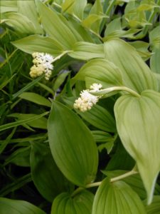 Smilacina Racemosa Smilacina Racemosa
