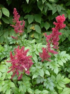 Astilbe Glut Astilbe Glut