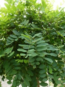Bolacacia Bolacacia