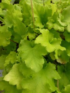 Heuchera Lime Marmalade
