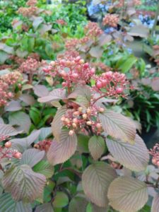 Viburnum plicatum Tennessee