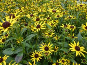 Rudbeckia fulgida Goldsturm Rudbeckia fulgida Goldsturm
