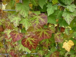 Hedera helix Woerner Hedera helix Woerner