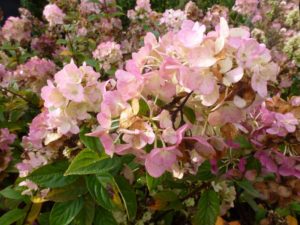 Hydrangea paniculata Sundae Fraise Hydrangea paniculata Sundae Fraise
