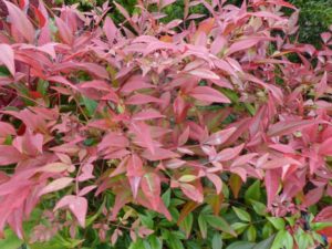 Nandina domestica Obsessed Nandina domestica Obsessed