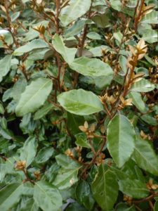 Elaeagnus ebbingei Elaeagnus ebbingei
