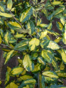 Elaeagnus pungens Maculata Elaeagnus pungens Maculata