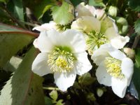 Helleborus