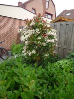 Glansmispel