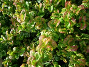 Leucothoe Curly Red