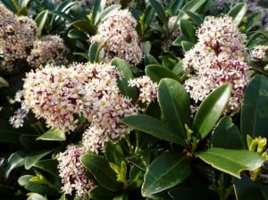 Skimmia Japonica 'Rubella'