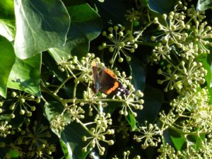 Hedera helix arborescens