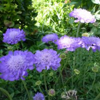 Scabiosa