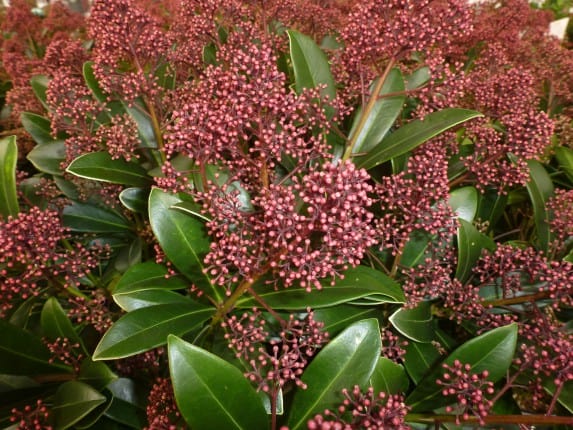 Skimmia japonica 'Rubella'
