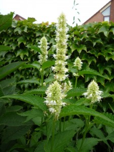Agastache Alba